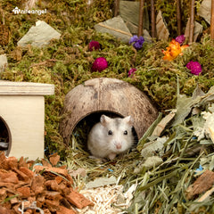 Niteangel Lot de 2 cachettes naturelles en noix de coco pour reptiles, lézards, araignées et poissons d'aquarium (surface lisse)