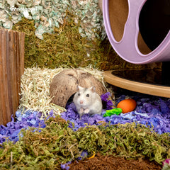 Niteangel Lot de 2 cachettes naturelles en noix de coco pour reptiles, lézards, araignées et poissons d'aquarium (surface lisse)