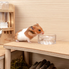 Niteangel Hamster Feeding & Water Bowls - Small Animal Glass Drinking Bowls for Dwarf Syrian Hamsters Gerbils Mice Rats or Other Similar-Sized Small Pets