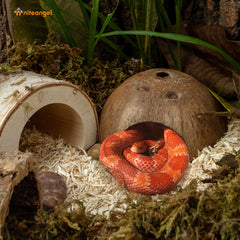 Niteangel Lot de 2 cachettes naturelles en noix de coco pour reptiles, lézards, araignées et poissons d'aquarium (surface lisse)