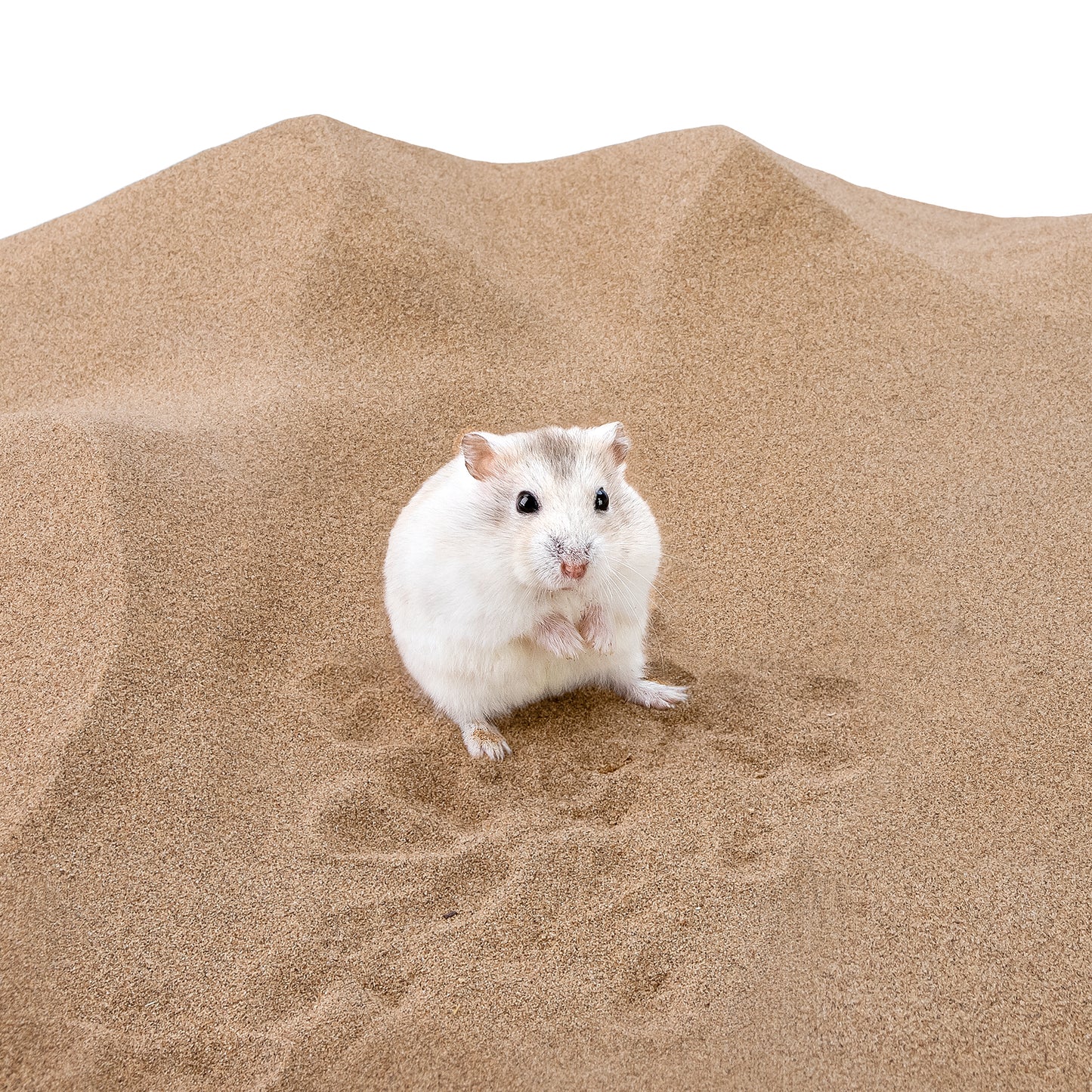 Niteangel Desert Sable du désert pour hamster, gerbille, souris, Degu ou autres petits animaux de compagnie