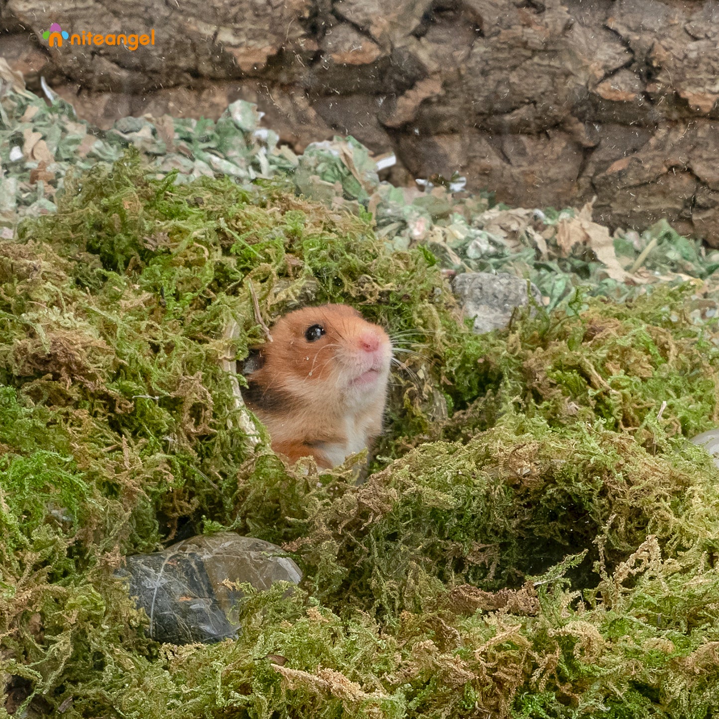 Niteangel 5L Forest Moss Soft Natural Moss Bedding Nesting for Dwarf Syrian Hamsters, Gerbils, mices, Degus or Other Small Animal