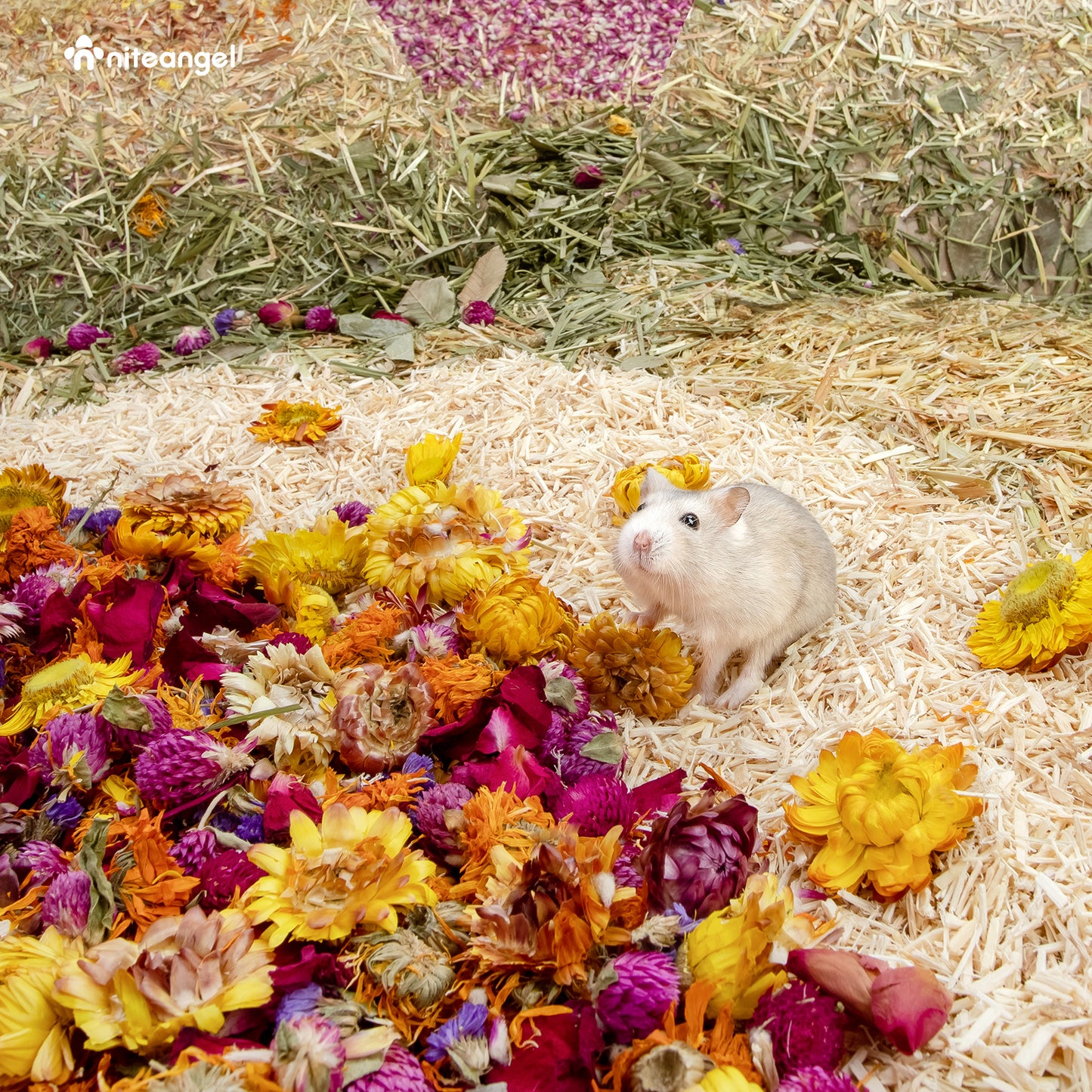 Niteangel natürliche und weiche Hamster-Einstreu Mate Kleintier-Lebensraum-Dekor für syrische Zwerghamster Gerbi