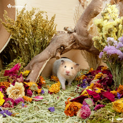 Niteangel Natural & Soft Hamster Bedding Mate Small Animal Habitat Decor for Syrian Dwarf Hamsters Gerbi