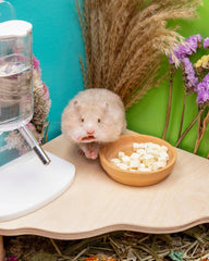 Niteangel Jouet Friandises et En-cas pour Hamsters - Friandises naturelles pour petits animaux, notamment hamsters nains syriens, gerbilles, souris, lemmings, octodons et autres petits animaux de compagnie.