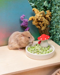 Niteangel Jouet Friandises et En-cas pour Hamsters - Friandises naturelles pour petits animaux, notamment hamsters nains syriens, gerbilles, souris, lemmings, octodons et autres petits animaux de compagnie.